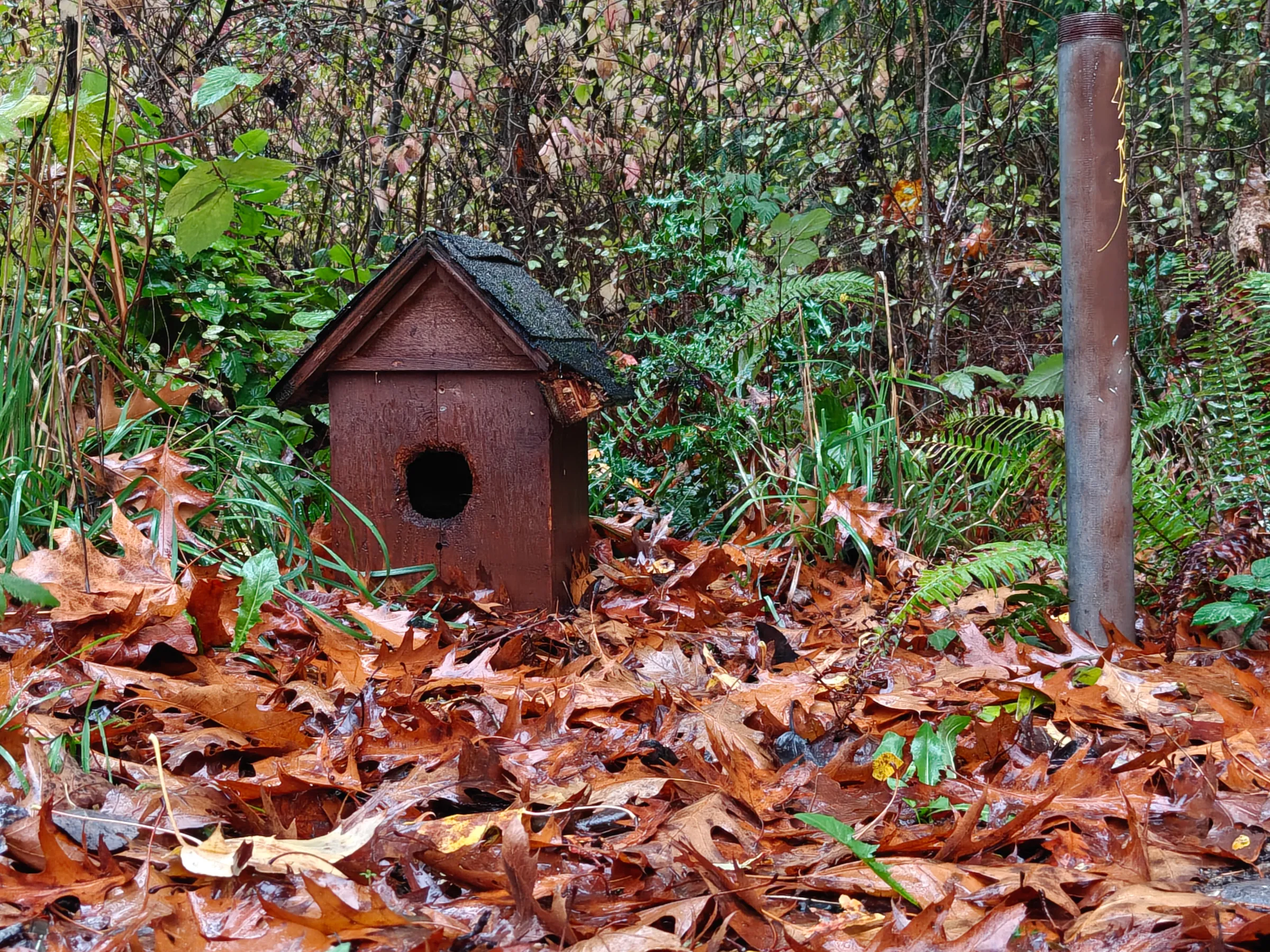 Фото с OnePlus 15